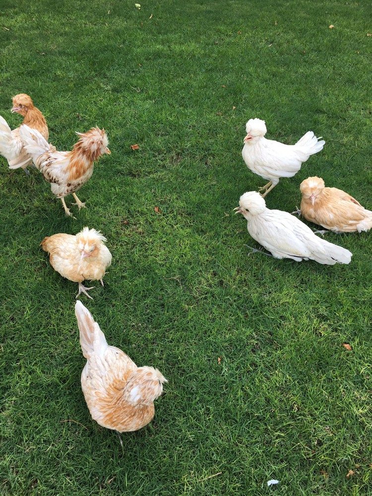 france chicken - 2