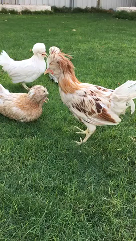 france chicken - 1