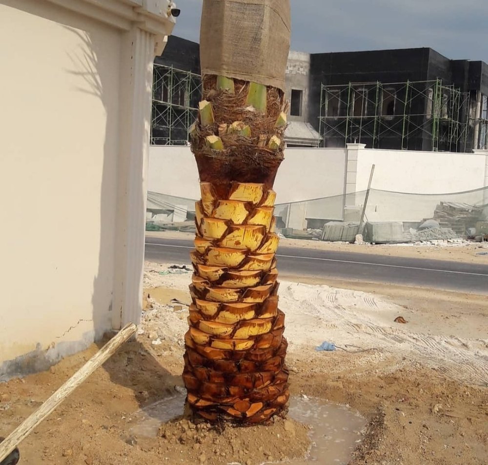 تنظيف نخيل 55079950 - 5