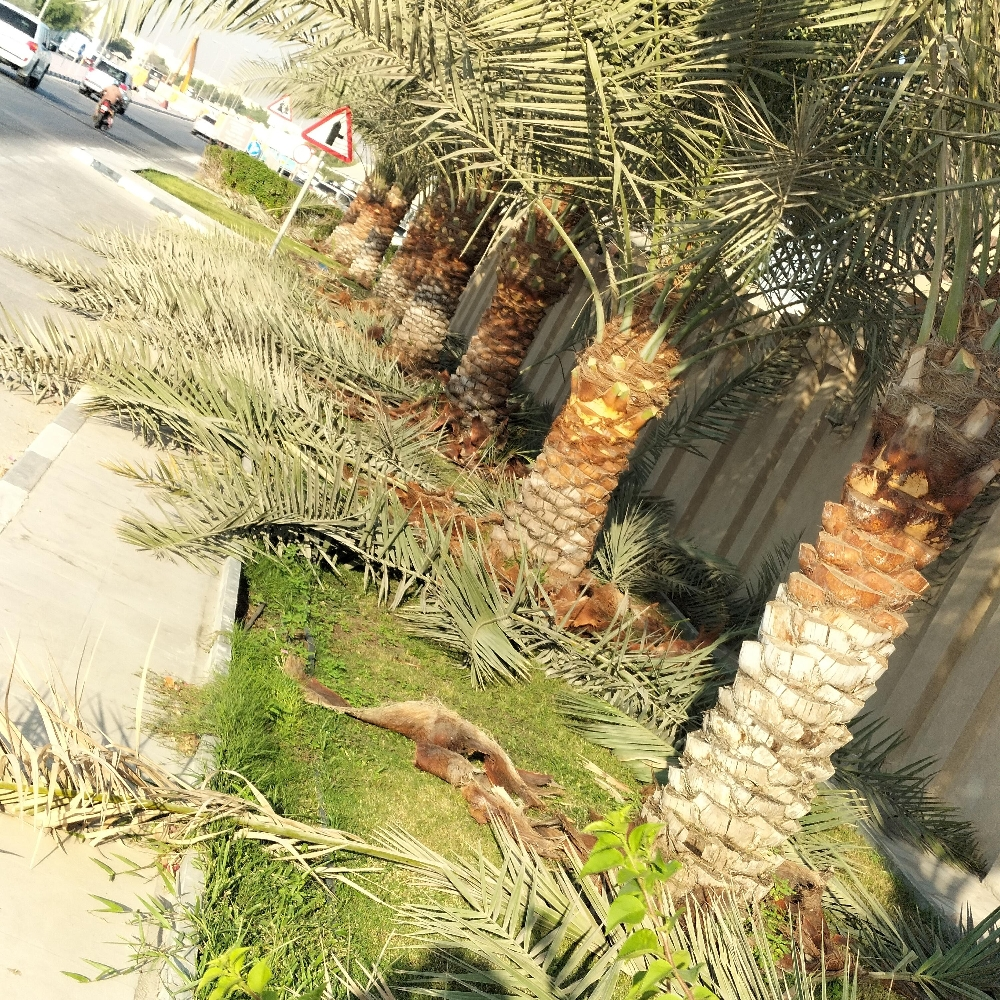 تنظيف نخيل 55079950 - 2