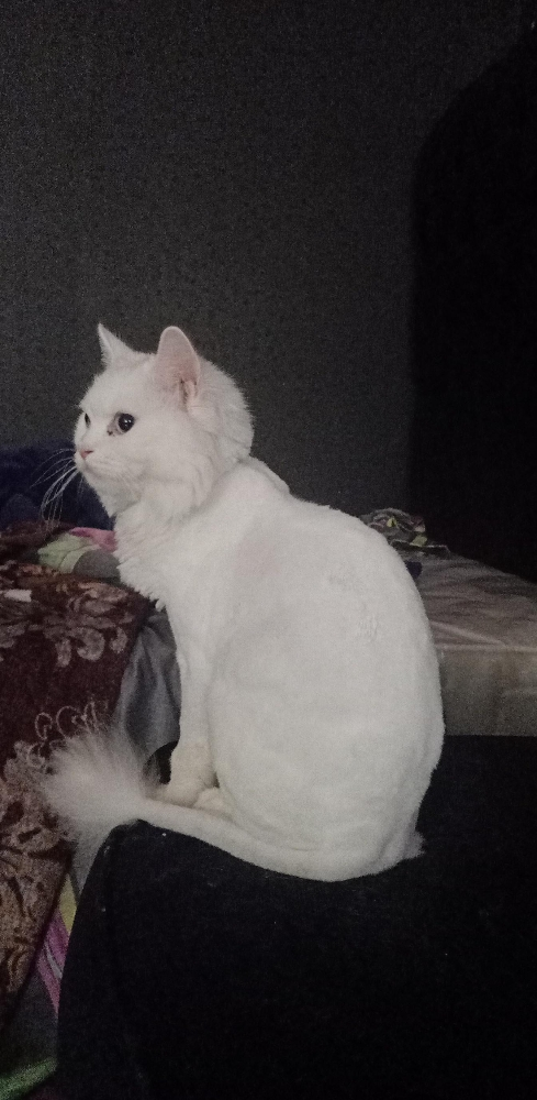 white rare lion for sale - 1