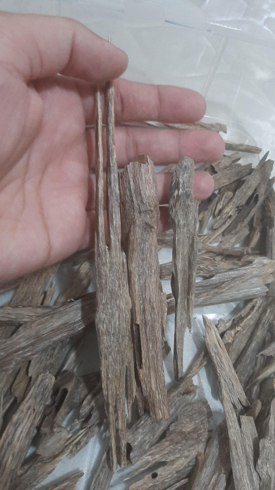 للبيع عود هندي - 2