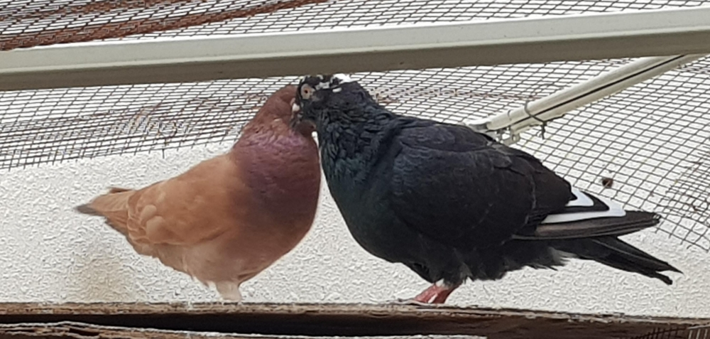my pigeon is very good healthily - 1