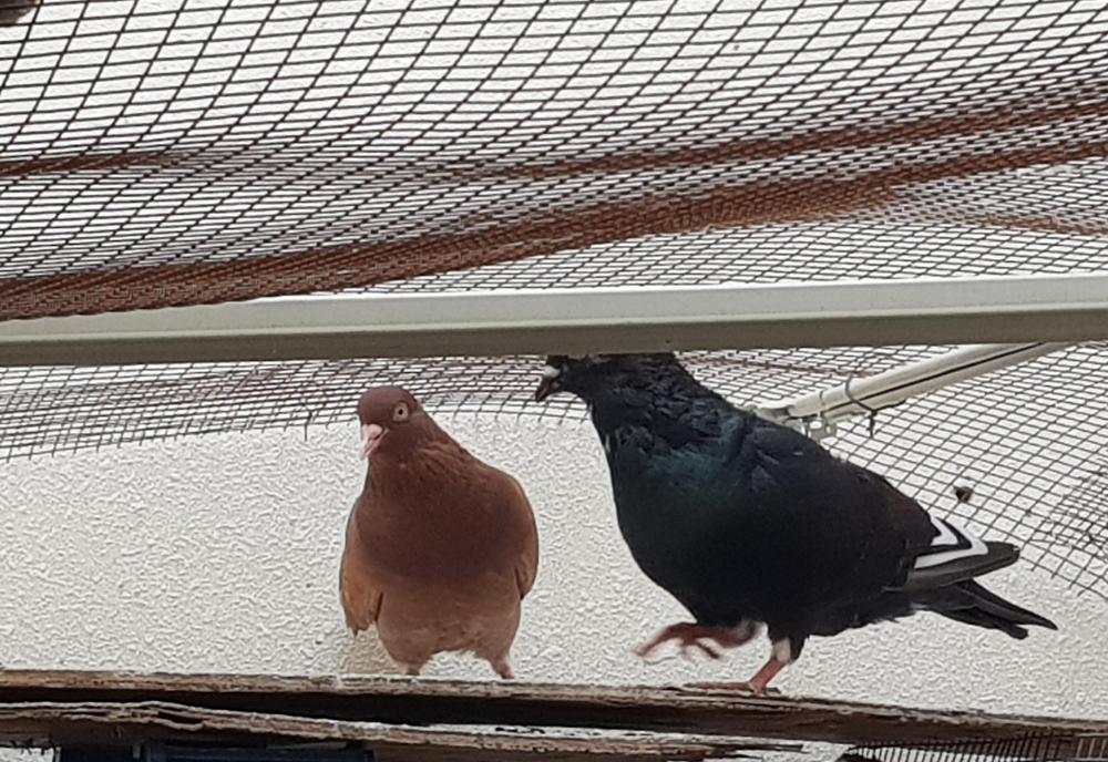 my pigeon is very good healthily - 2