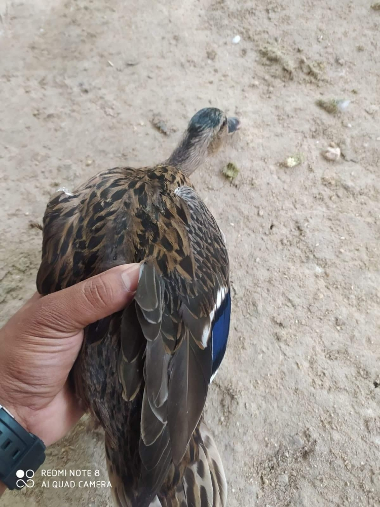 بط طيار للبيع 129 ريال يوجد توصيل - 1