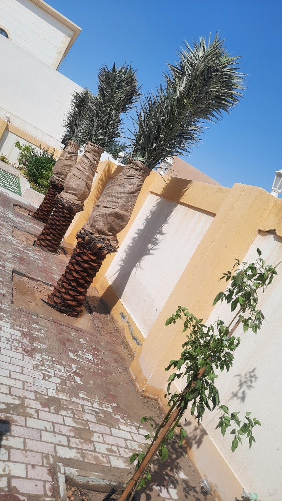 نخل - 1