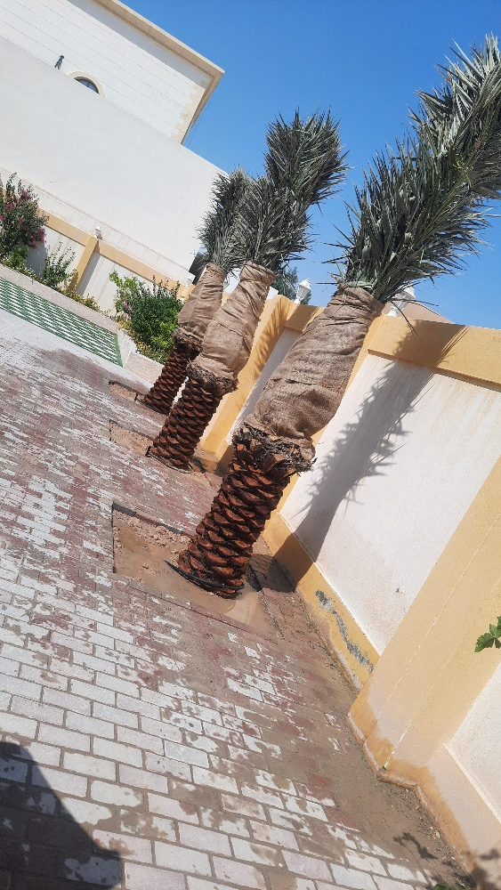 نخل - 2