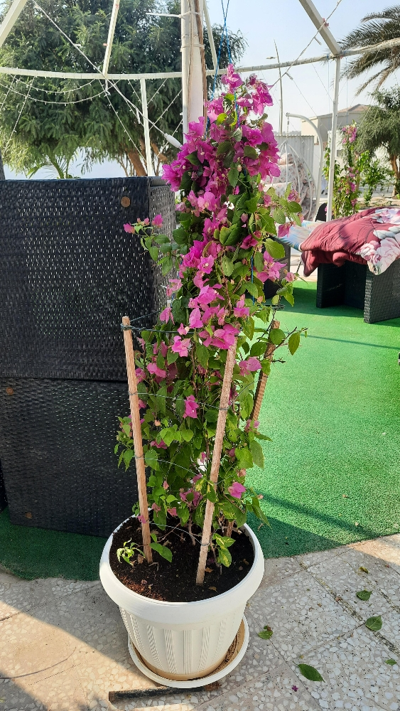 نخل - 3