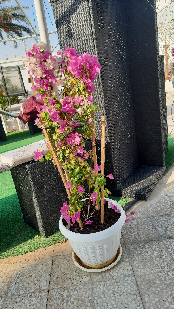 نخل - 5