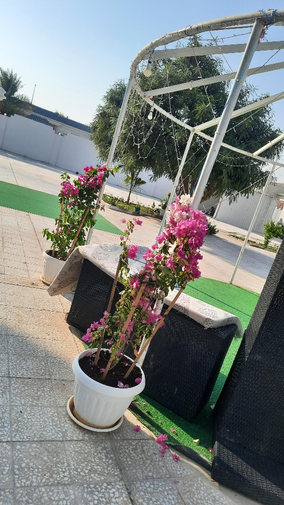 نخل - 4