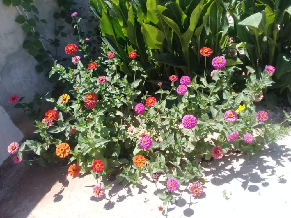 نقوم بعمل حدائق او مجمعات سكنية - 1