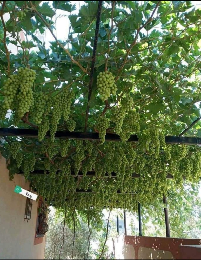 تنسيق الحدائق - 3