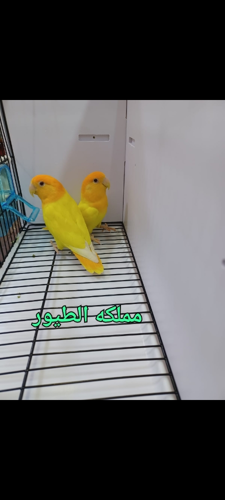 لاف بيرد جميع الألوان - 4