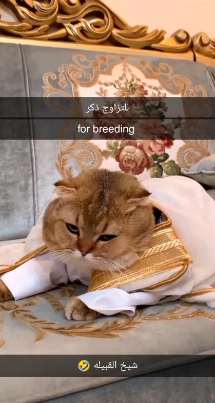 سكوتش قولد فولد ان واي ١١ - 1