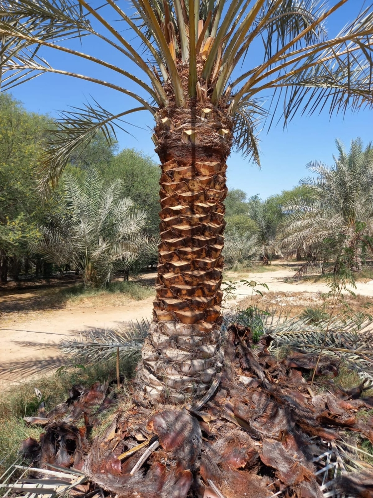 لتنظيف وزراعه النخيل 55079950 - 4