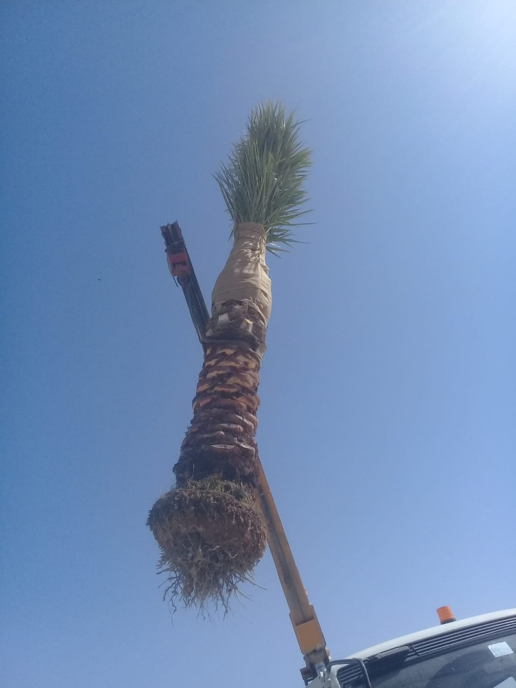 لتنظيف وزراعه النخيل 55079950 - 2