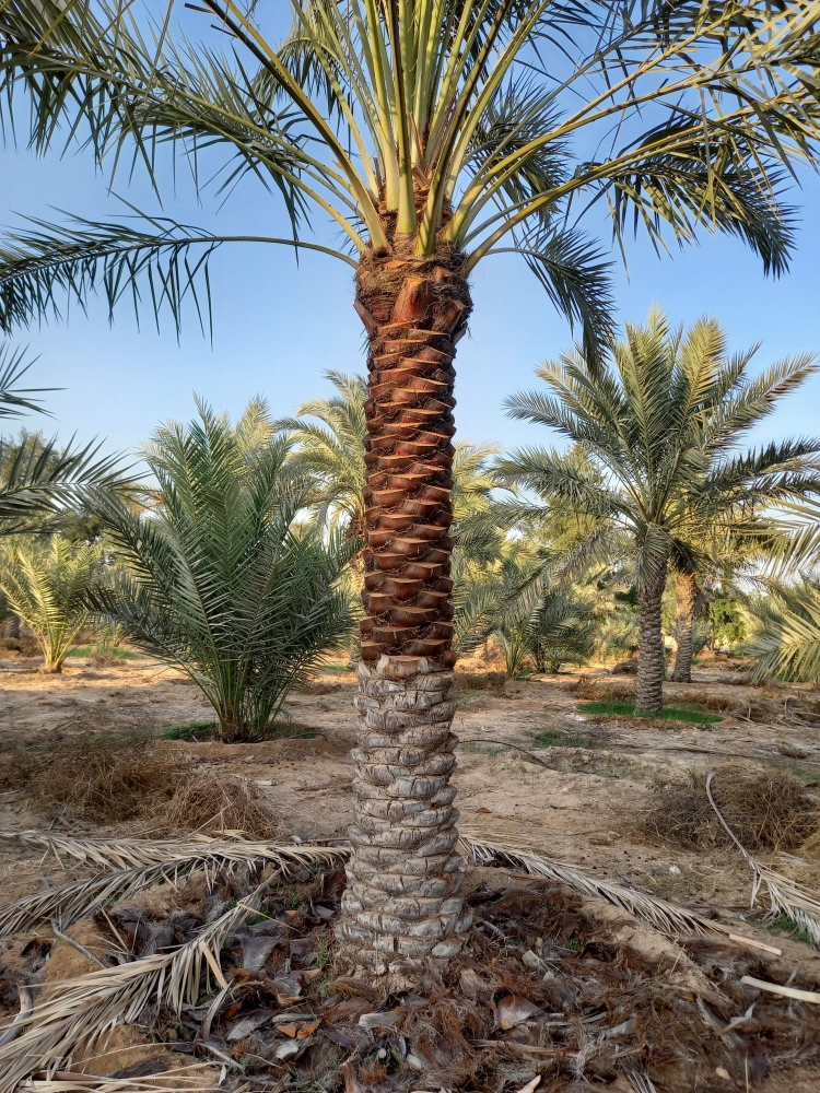 لتنظيف وزراعه النخيل 55079950 - 5