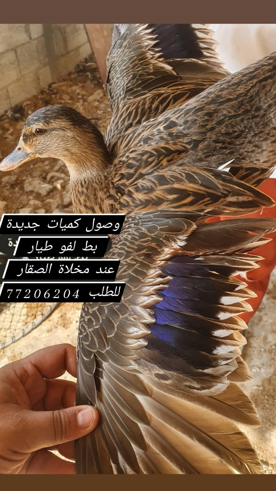 بط لفو طيار قوي - 1