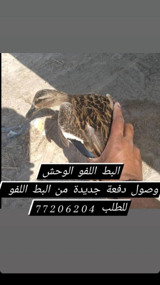 بط لفو طيار قوي - 2