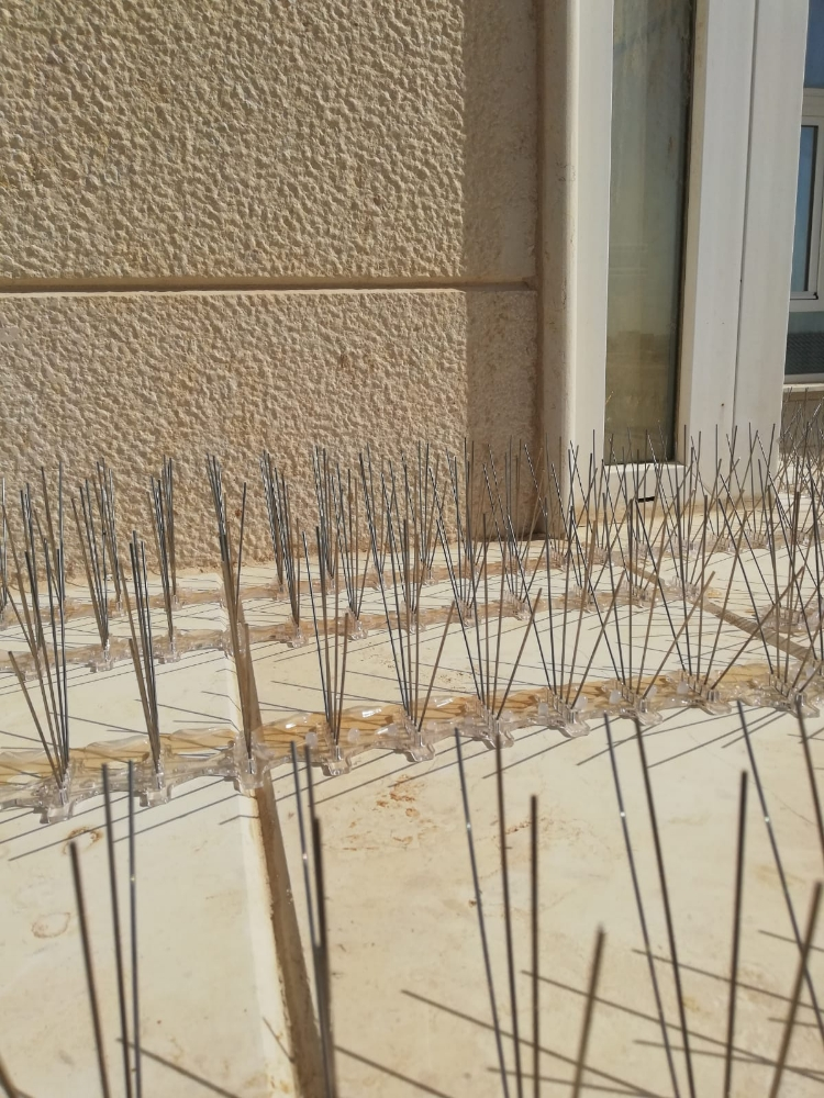 طرادالحمام والطيور 55270957 - 12