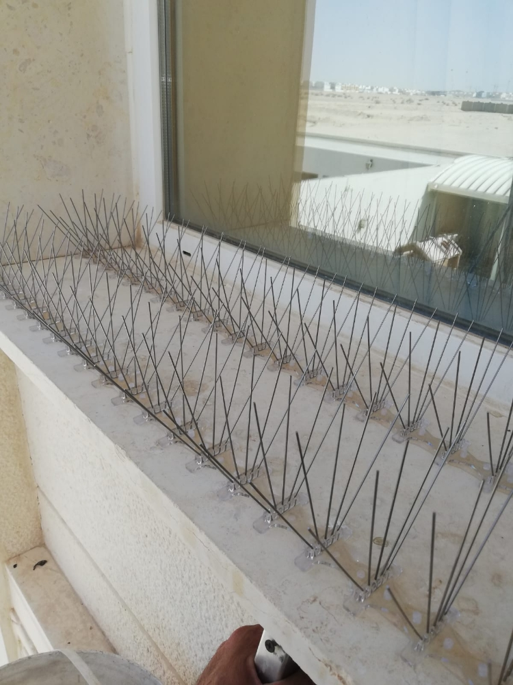 طرادالحمام والطيور 55270957 - 11
