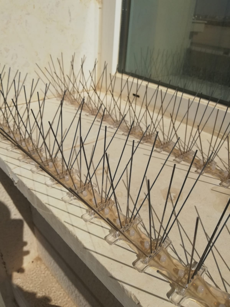 طرادالحمام والطيور 55270957 - 13