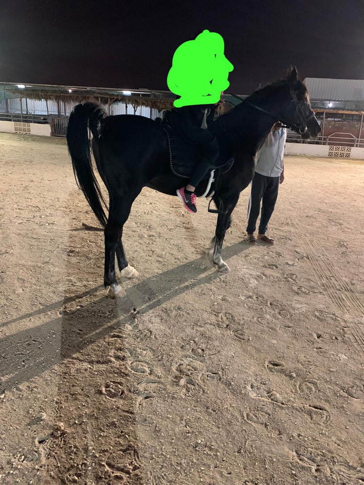 horse for rent    - 1