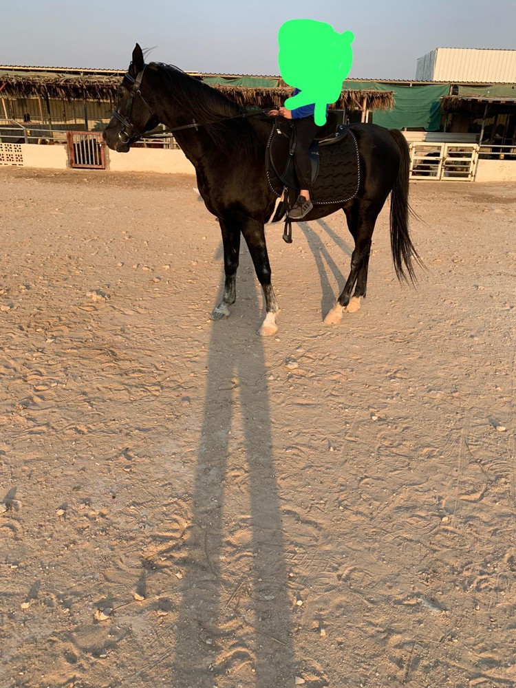 horse for rent    - 2