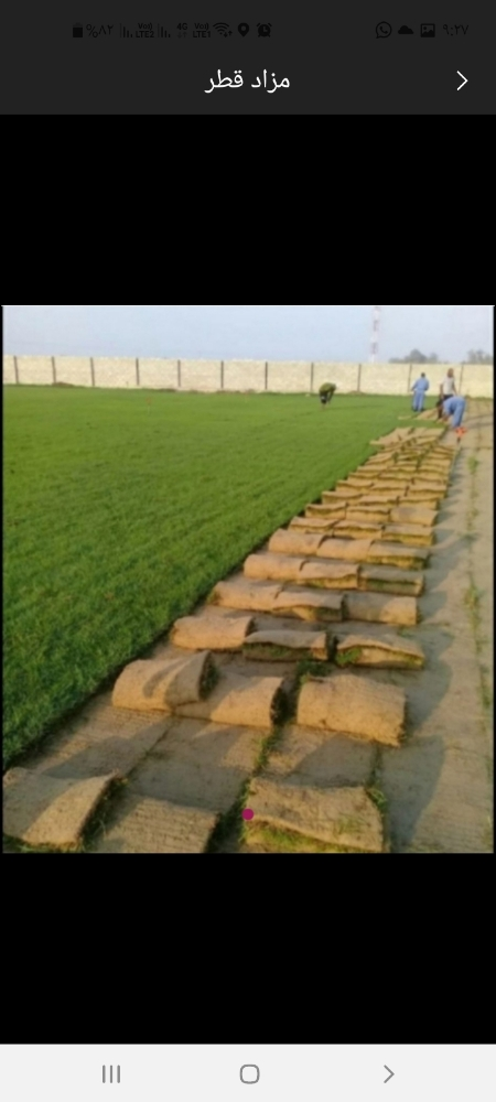 زراعة العشب - 2