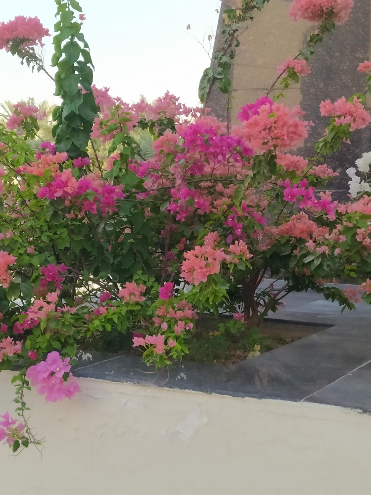 منسق حدائق - 4