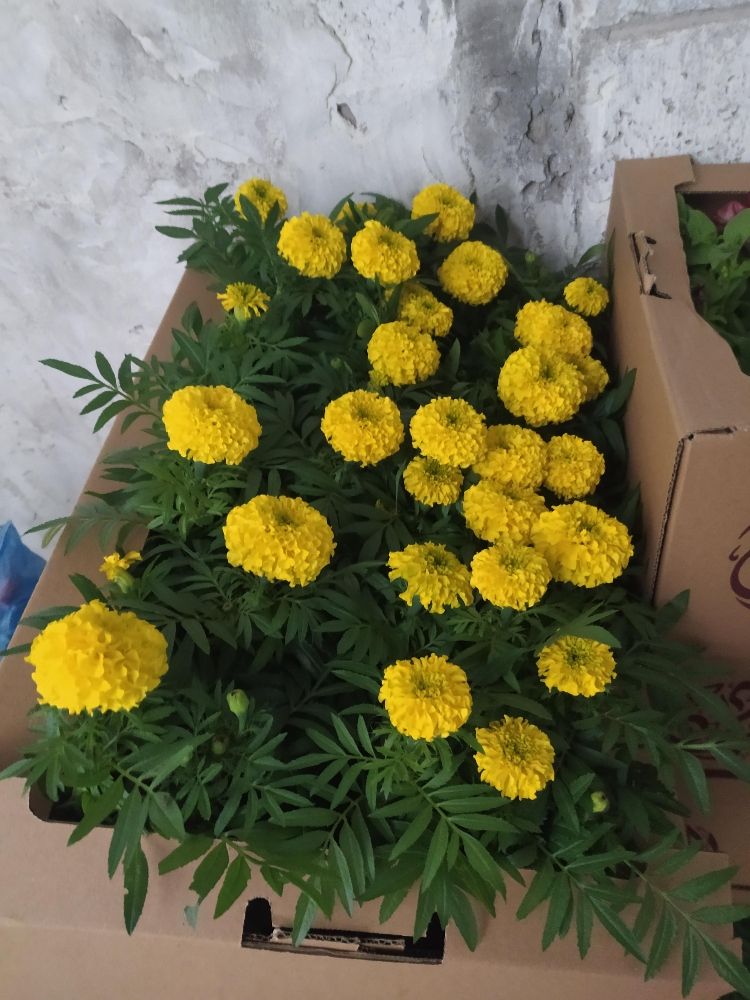 منسق حدائق - 3
