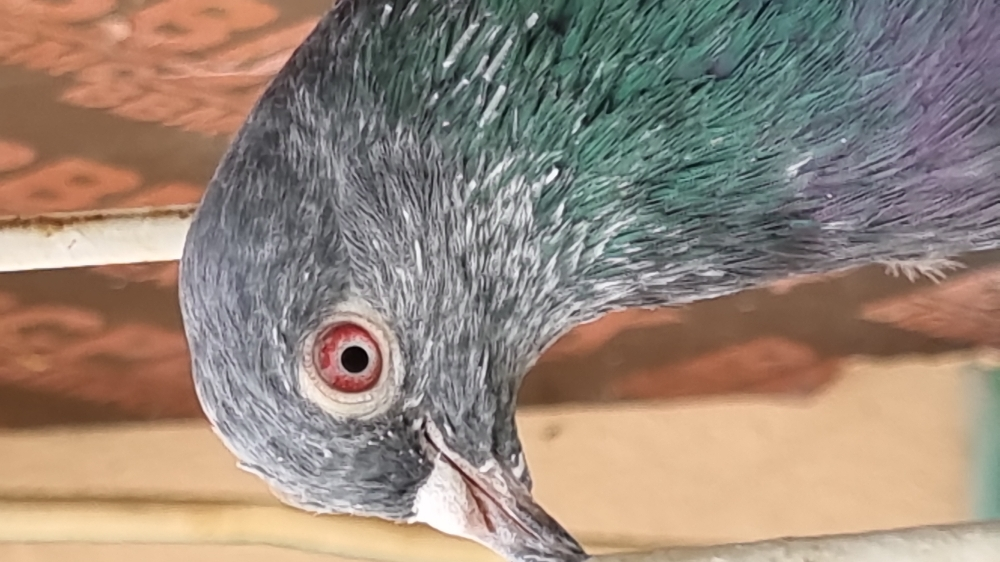 pigeon - 2