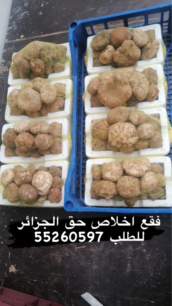فقع اخلاص حق الجزائر  - 3