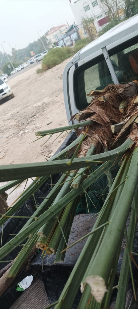 جمار النخيل للبع2222 - 5