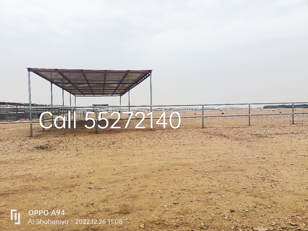 Camel Tobala and Pence. For call - 2