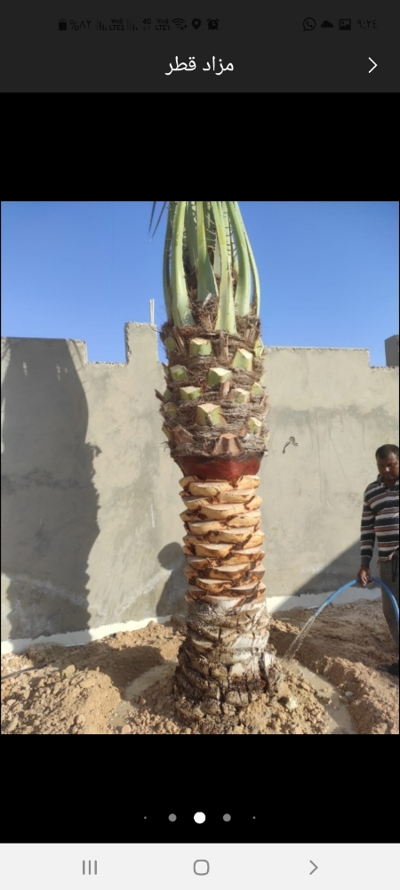 تقريب النخيل - 1