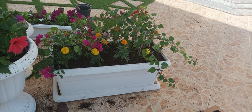 زراعة  اصايس - 2