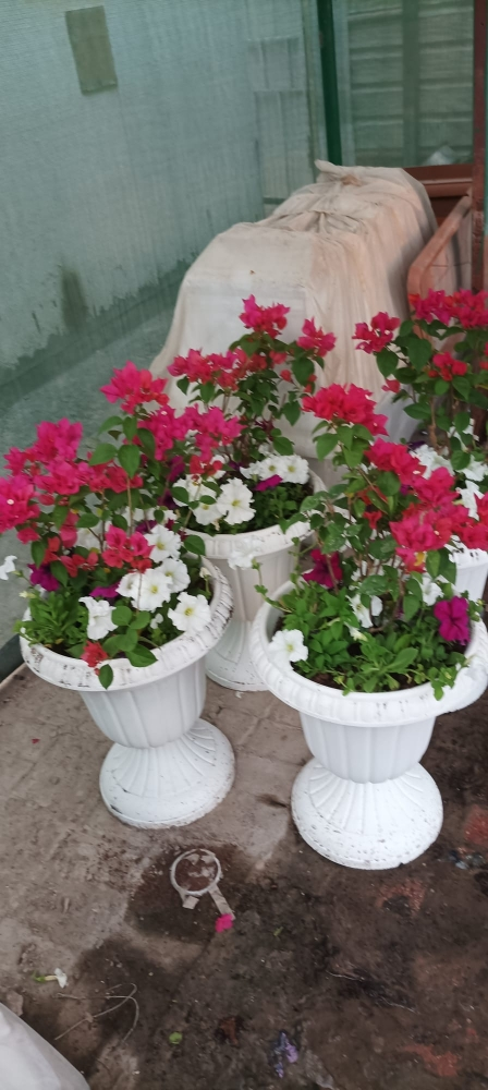 زراعة  اصايس - 1