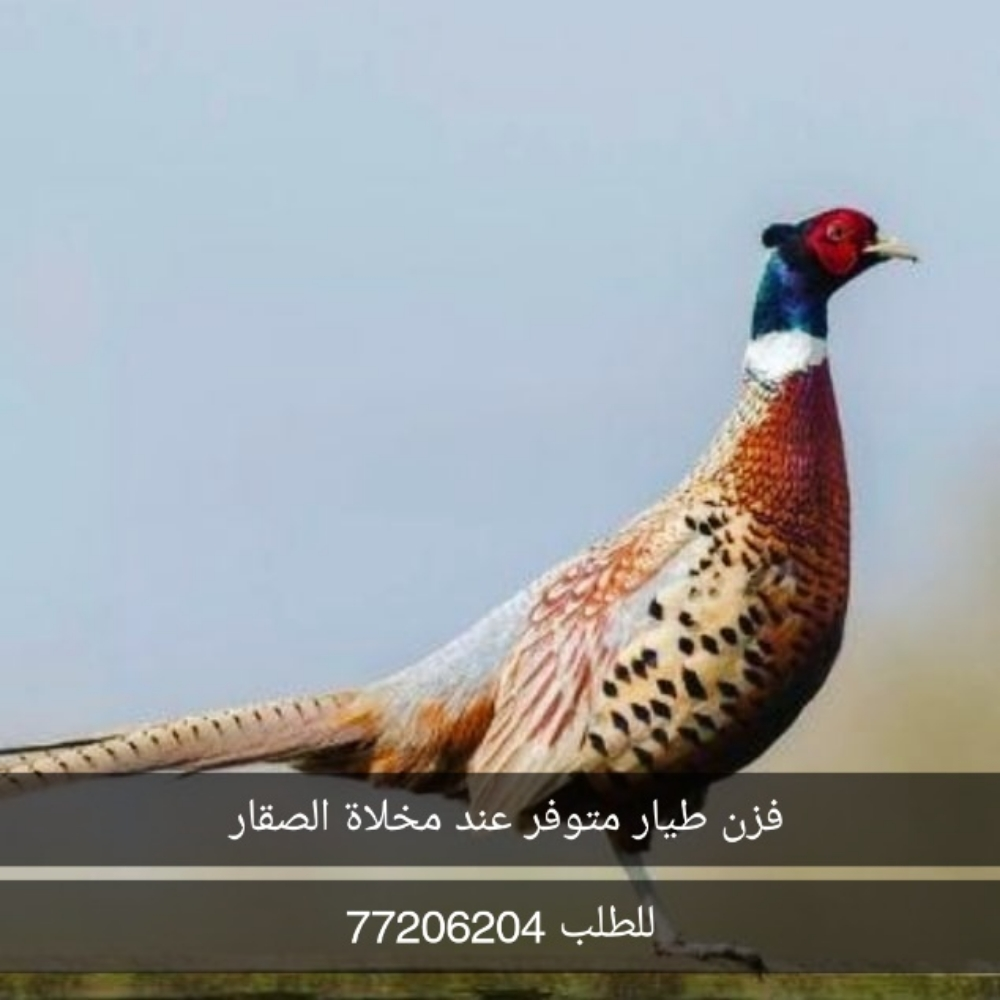 فزن طيار فريش - 1