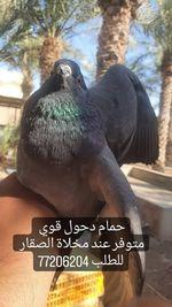 حمام دحول فريش - 2