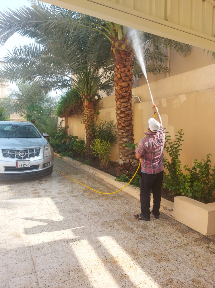 راش النخيل - 1