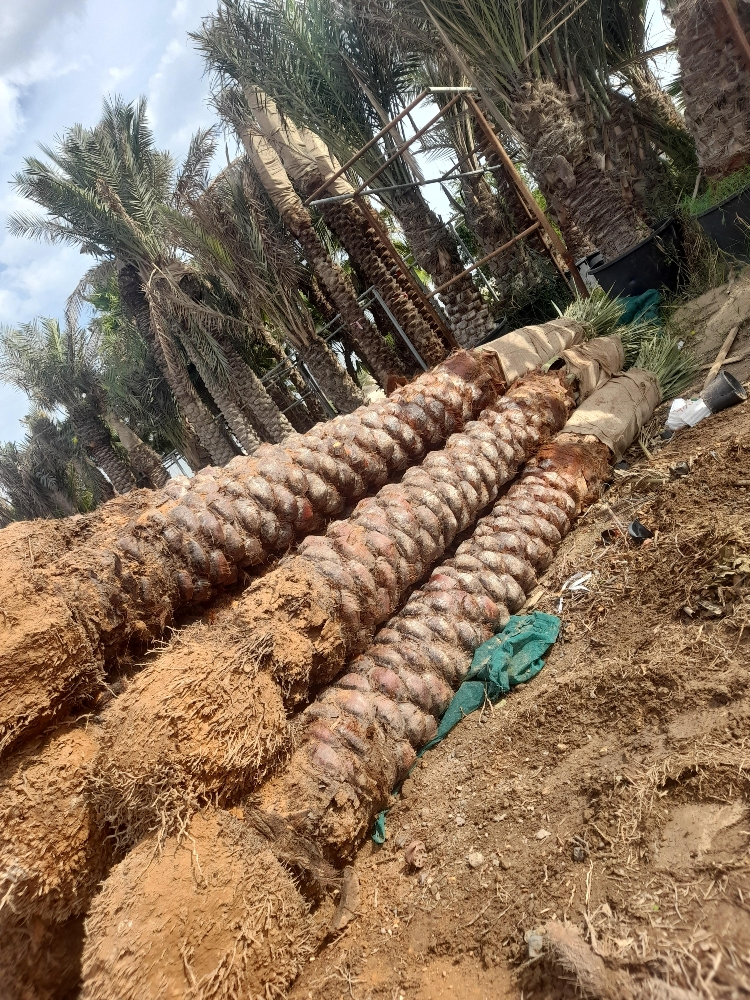 بيع النخيل - 1