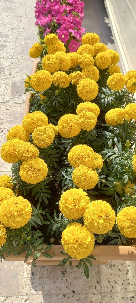 ورود - 5
