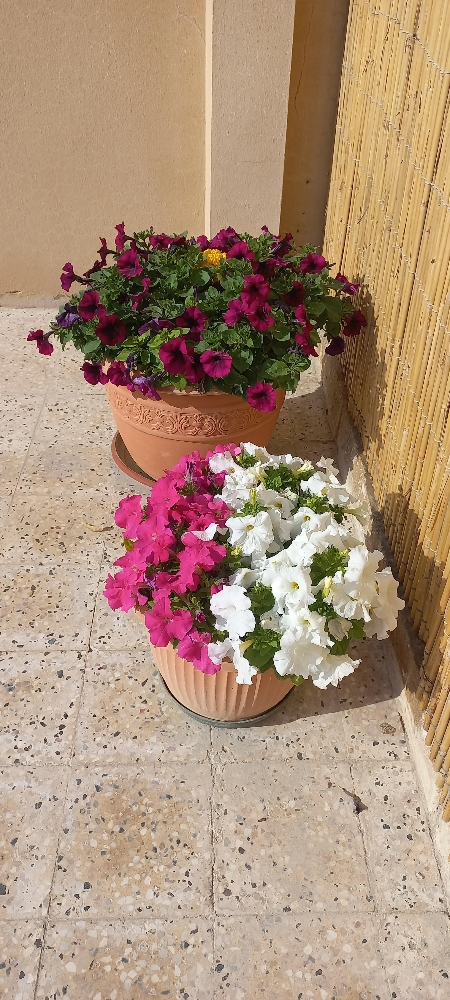 ورود - 1