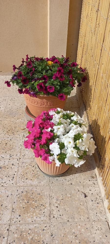 ورود - 2