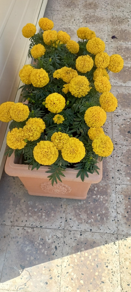 ورود - 4