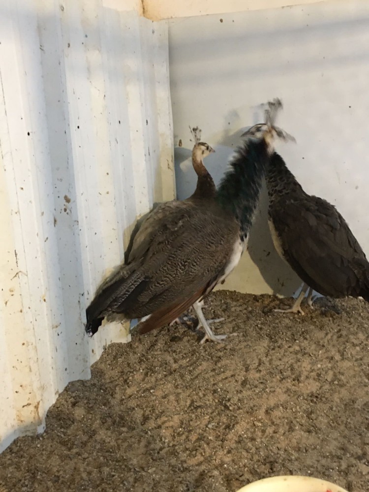 peacock - 2
