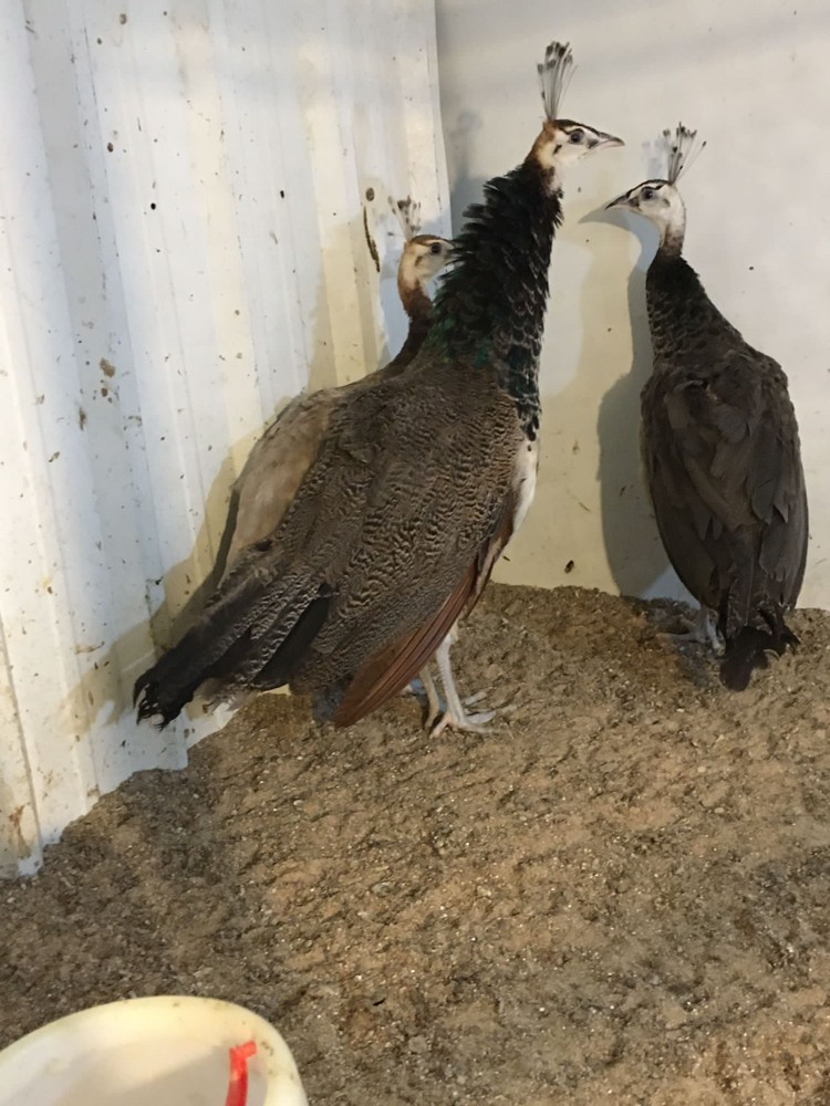 peacock - 3