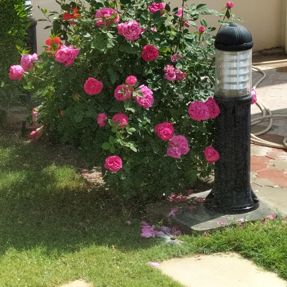 مصمم حدائق 55079950 - 3