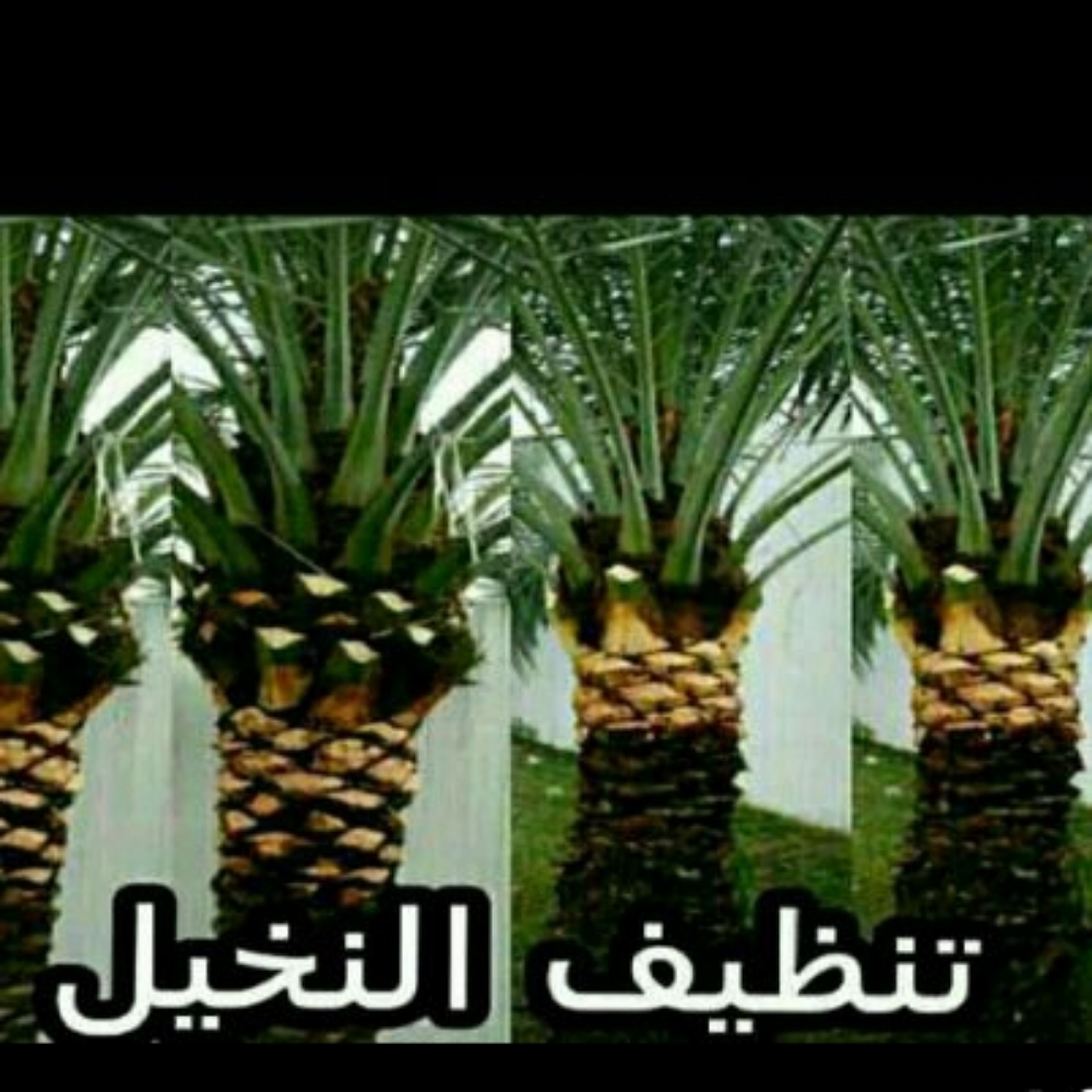 تنظيف النخيل 55079950 - 1